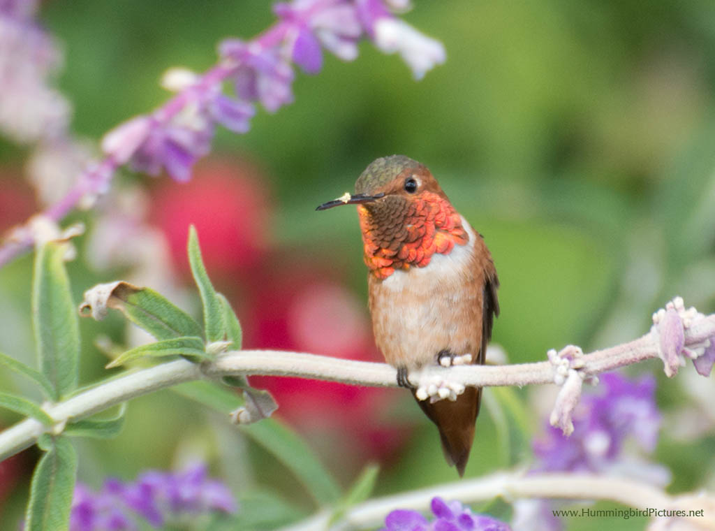 Allen's Hummingbirds in his Flowers - Hummingbird Pictures