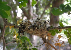 Hummingbird nest picture shows empty nest from side after chicks