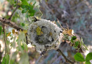Hummingbird nest picture shows empty nest from above
