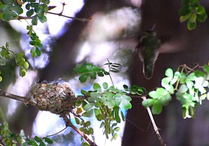 Hummingbird nest picture shows nest with female departing in background