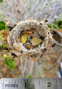 Hummingbird nest picture shows empty nest from above with a ruler for scale