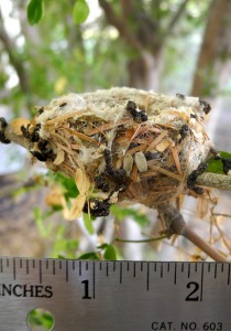 Picture of a hummingbird nest from the side with a ruler below it. How small is a hummingbird nest? The ruler shows less than 2 inches.