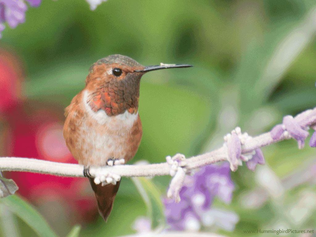 Hummingbird GIF - Hummingbird Pictures
