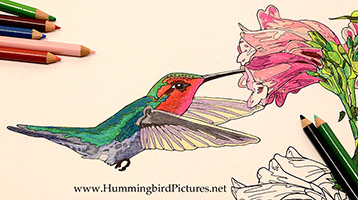 Featured Image - Hummingbird Coloring Pages - Anna's Hummingbird at Penstemon