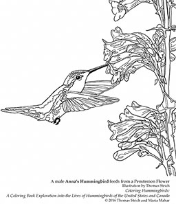Hummingbird Coloring Pages Anna's Hummingbird small version of the coloring page