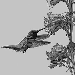 A grayscale image of the Anna's Hummingbird