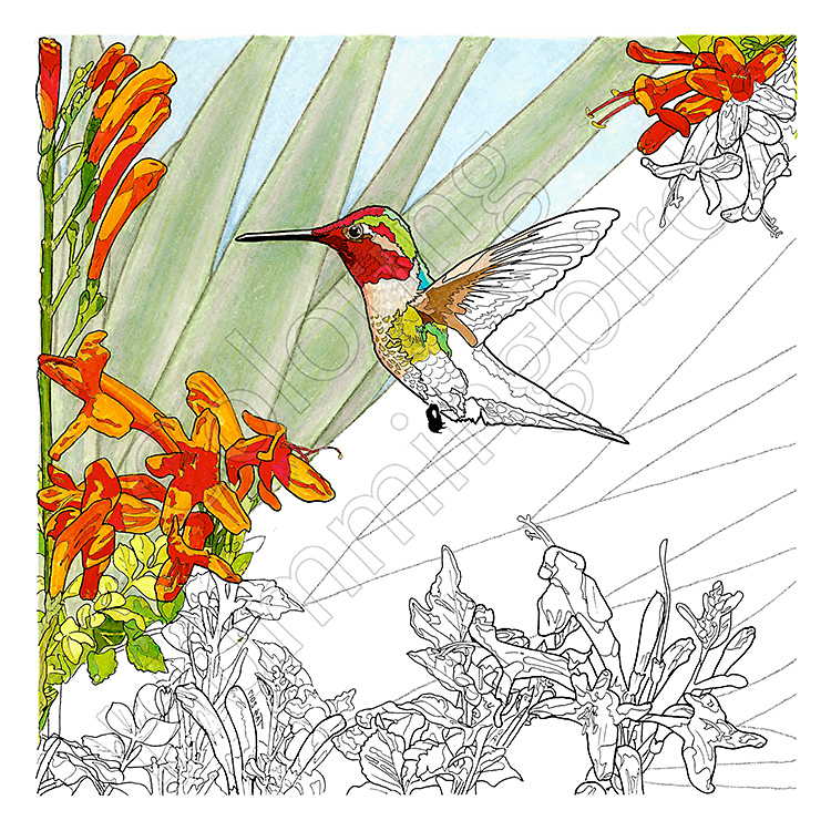 Anna's Hummingbird Coloring Page DEMO by T.A. Strich