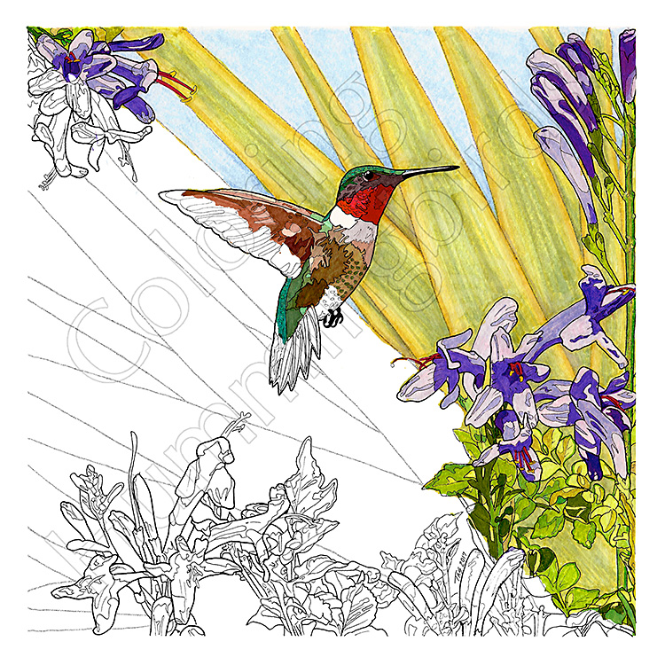 Ruby-throated Hummingbird Coloring Page DEMO by T.A. Strich